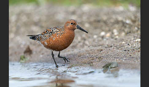 Knutt (Calidris canutus)