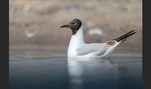 Lachmöwe (Larus ridibundus)