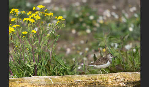 Flußuferläufer (Actitis hypoleucos)