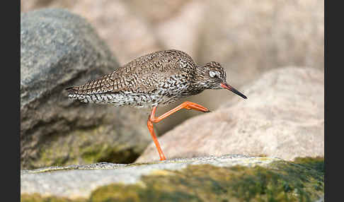 Rotschenkel (Tringa totanus)