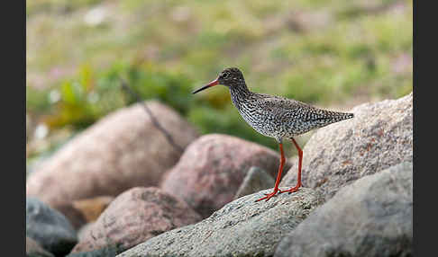 Rotschenkel (Tringa totanus)