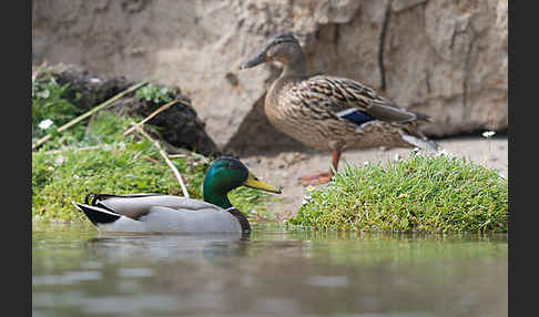 Stockente (Anas platyrhynchos)