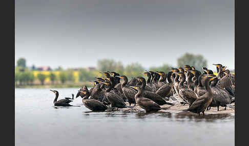 Kormoran (Phalacrocorax carbo)