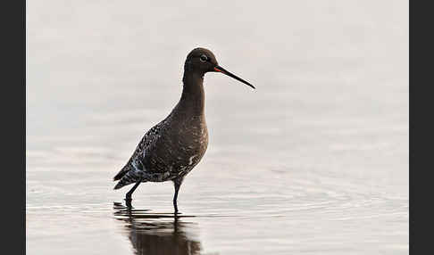 Dunkler Wasserläufer (Tringa erythropus)