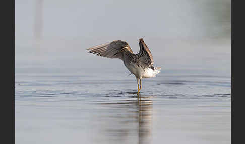 Bruchwasserläufer (Tringa glareola)