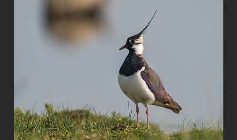 Kiebitz (Vanellus vanellus)