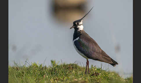 Kiebitz (Vanellus vanellus)