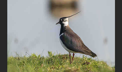 Kiebitz (Vanellus vanellus)