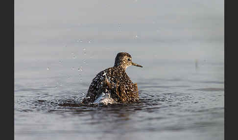 Bruchwasserläufer (Tringa glareola)