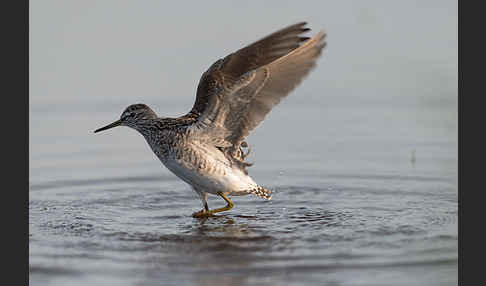 Bruchwasserläufer (Tringa glareola)