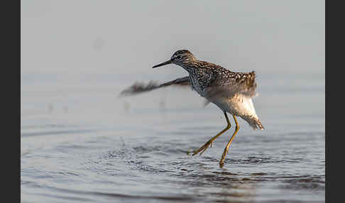 Bruchwasserläufer (Tringa glareola)