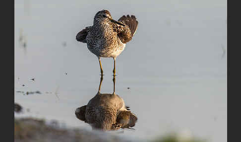 Bruchwasserläufer (Tringa glareola)