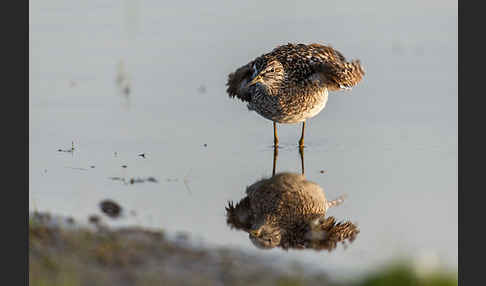 Bruchwasserläufer (Tringa glareola)