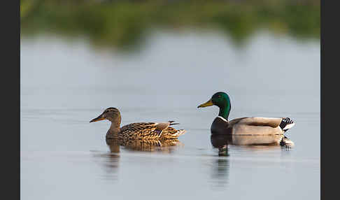 Stockente (Anas platyrhynchos)