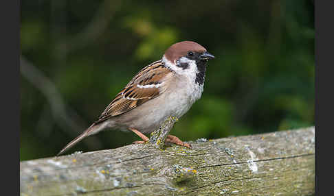 Feldsperling (Passer montanus)