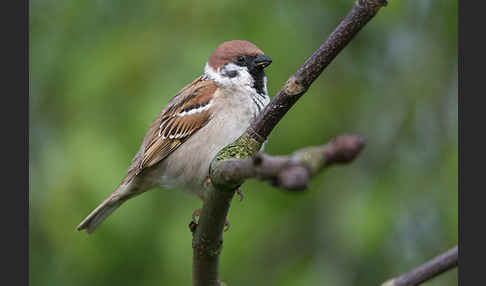 Feldsperling (Passer montanus)