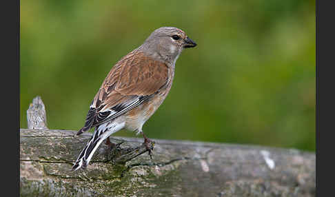 Bluthänfling (Acanthis cannabina)