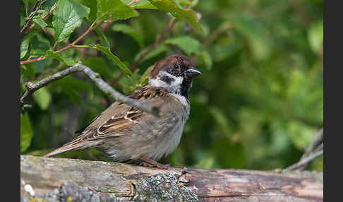 Feldsperling (Passer montanus)