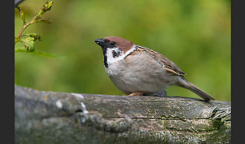 Feldsperling (Passer montanus)