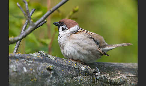 Feldsperling (Passer montanus)