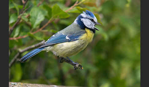 Blaumeise (Parus caeruleus)