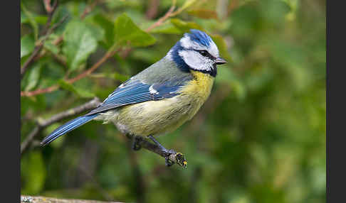 Blaumeise (Parus caeruleus)