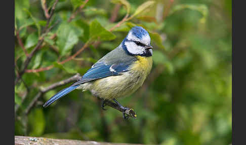 Blaumeise (Parus caeruleus)