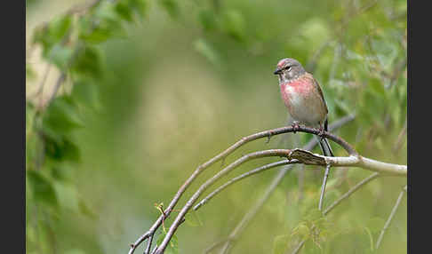 Bluthänfling (Acanthis cannabina)