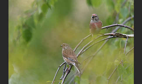 Bluthänfling (Acanthis cannabina)