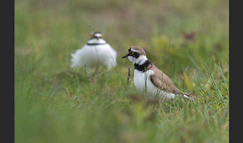 Flußregenpfeifer (Charadrius dubius)