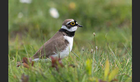 Flußregenpfeifer (Charadrius dubius)