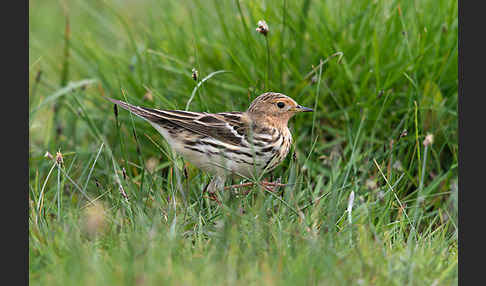 Rotkehlpieper (Anthus cervinus)