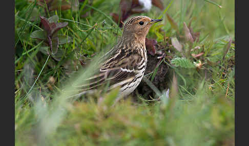 Rotkehlpieper (Anthus cervinus)