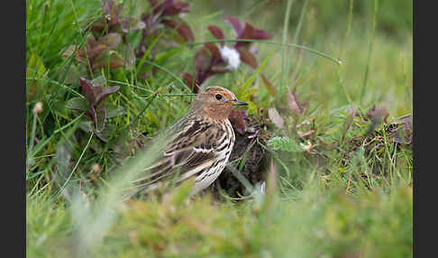 Rotkehlpieper (Anthus cervinus)