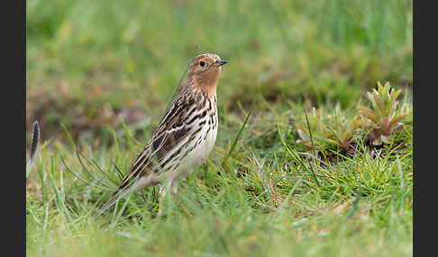 Rotkehlpieper (Anthus cervinus)