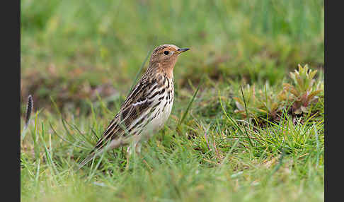 Rotkehlpieper (Anthus cervinus)