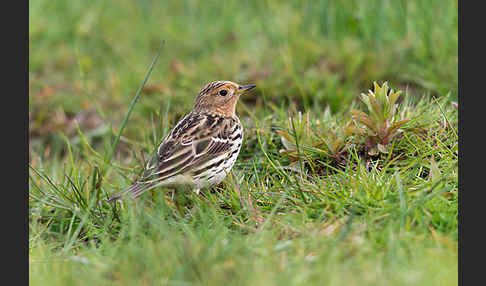 Rotkehlpieper (Anthus cervinus)