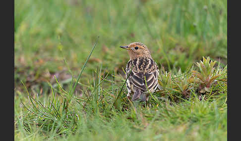 Rotkehlpieper (Anthus cervinus)