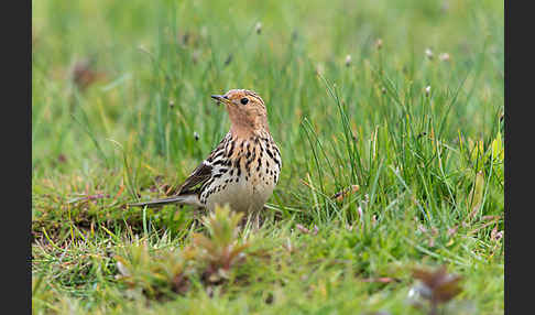 Rotkehlpieper (Anthus cervinus)