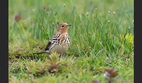 Rotkehlpieper (Anthus cervinus)