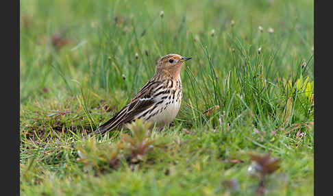 Rotkehlpieper (Anthus cervinus)