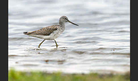 Grünschenkel (Tringa nebularia)