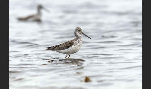 Grünschenkel (Tringa nebularia)