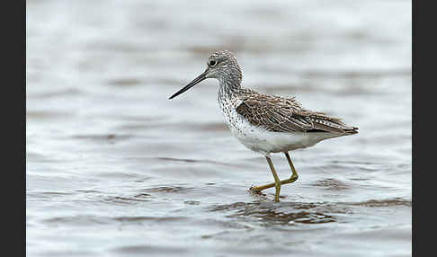 Grünschenkel (Tringa nebularia)