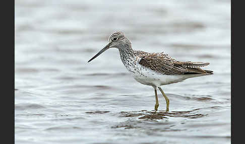 Grünschenkel (Tringa nebularia)