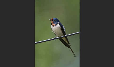 Rauchschwalbe (Hirundo rustica)