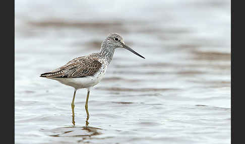 Grünschenkel (Tringa nebularia)