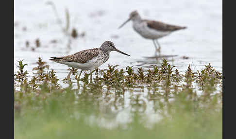 Grünschenkel (Tringa nebularia)