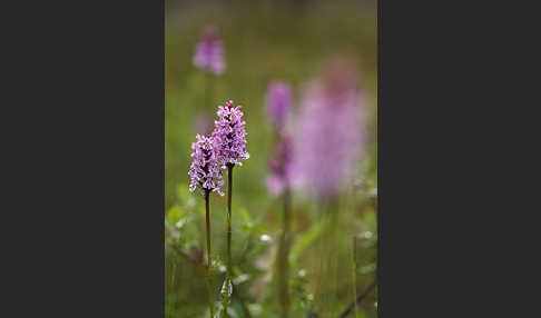 Fuchs Knabenkraut (Dactylorhiza fuchsii)