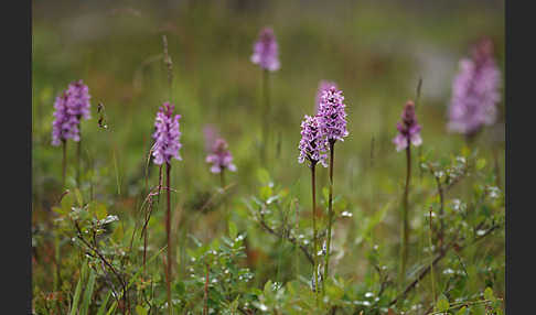 Fuchs Knabenkraut (Dactylorhiza fuchsii)